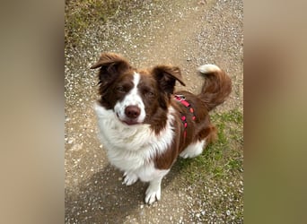Border Collie Faye wartet auf ihrer Pflegestelle in 74861 Neudenau!