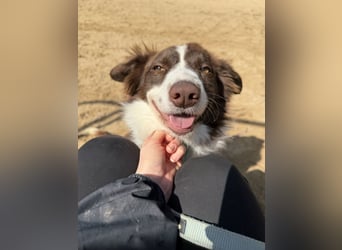 Border Collie Faye wartet auf unserem Tierschutzhof in Portugal!