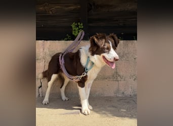 Border Collie Faye wartet auf unserem Tierschutzhof in Portugal!