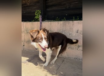 Border Collie Faye wartet auf unserem Tierschutzhof in Portugal!