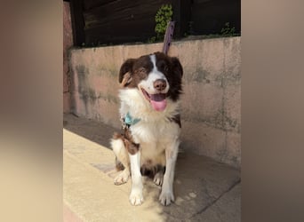 Border Collie Faye wartet auf unserem Tierschutzhof in Portugal!