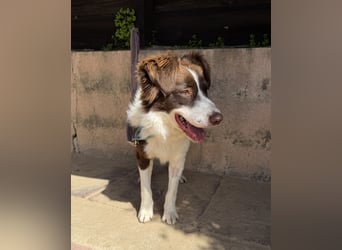 Border Collie Faye wartet auf unserem Tierschutzhof in Portugal!