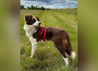 Border Collie Faye wartet auf ihrer Pflegestelle in 74861 Neudenau!