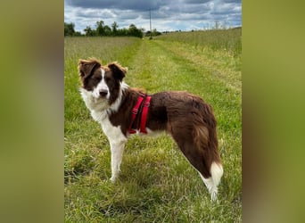 Border Collie Faye wartet auf ihrer Pflegestelle in 74861 Neudenau!