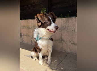 Border Collie Faye wartet auf unserem Tierschutzhof in Portugal!