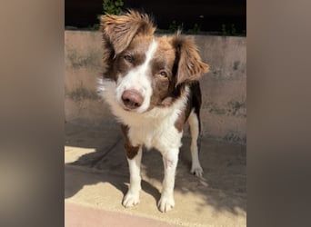 Border Collie Faye wartet auf unserem Tierschutzhof in Portugal!