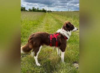 Border Collie Faye wartet auf ihrer Pflegestelle in 74861 Neudenau!