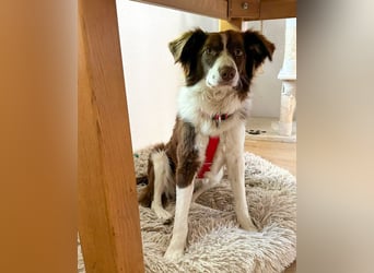 Border Collie Faye wartet auf ihrer Pflegestelle in 74861 Neudenau!