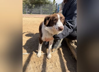 Border Collie Faye wartet auf unserem Tierschutzhof in Portugal!
