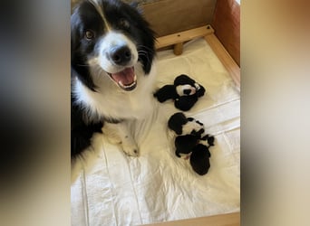 2 Border Collie Welpen (Rüden) suchen ab Ende Juni noch ein liebevolles, neues zu Hause