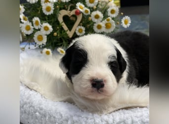 2 Border Collie Welpen (Rüden) suchen ab Ende Juni noch ein liebevolles, neues zu Hause