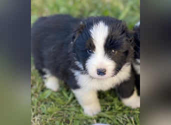 Ein Border Collie Welpe mit VDH/FCI Papiere (Rüde) su. ab Ende Juni ein liebevolles, neues zu Hause