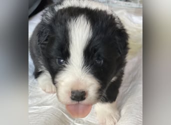 Ein Border Collie Welpe mit VDH/FCI Papiere (Rüde) su. ab Ende Juni ein liebevolles, neues zu Hause