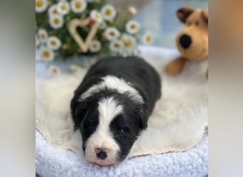 2 Border Collie Welpen (Rüden) suchen ab Ende Juni noch ein liebevolles, neues zu Hause
