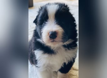 Ein Border Collie Welpe mit VDH/FCI Papiere (Rüde) su. ab Ende Juni ein liebevolles, neues zu Hause