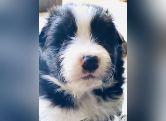 Ein Border Collie Welpe mit VDH/FCI Papiere (Rüde) su. ab Ende Juni ein liebevolles, neues zu Hause