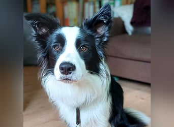 Merle - ist intelligent&kooperativ