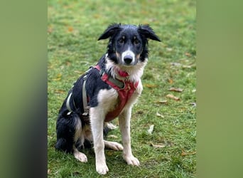 Molly - katzenverträglich