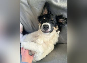 Molly - katzenverträglich