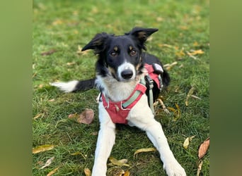 Molly - katzenverträglich