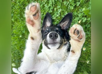 Molly - katzenverträglich