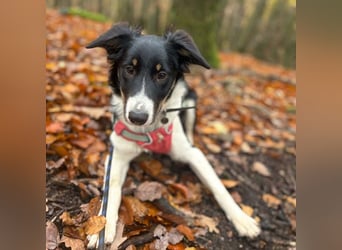 Molly - katzenverträglich