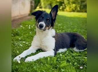 Molly - katzenverträglich