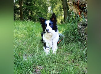 Merle - ist intelligent&kooperativ