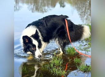 Merle - ist intelligent&kooperativ