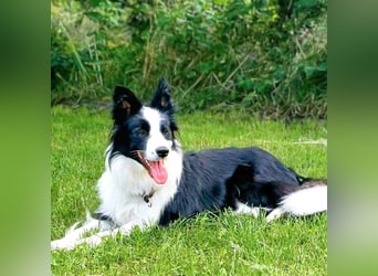 Merle - ist intelligent&kooperativ