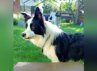 Merle - ist intelligent&kooperativ