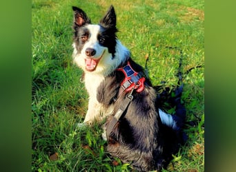 Merle - ist intelligent&kooperativ