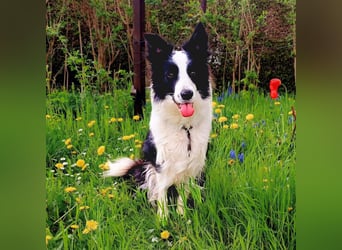 Merle - ist intelligent&kooperativ