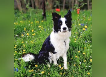 Merle - ist intelligent&kooperativ