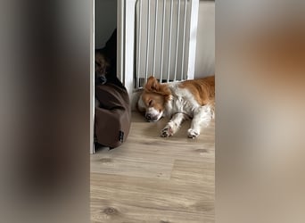 Bordercollie Rüde 2 Jahre alt