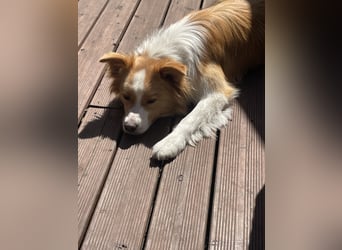 Bordercollie Rüde 2 Jahre alt