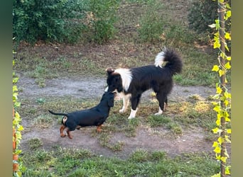 Süti, fröhlicher Border Collie Junghund geb. 10/2025