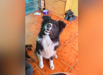 Süti, fröhlicher Border Collie Junghund geb. 10/2025