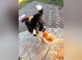 Süti, fröhlicher Border Collie Junghund geb. 10/2025