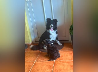 Süti, fröhlicher Border Collie Junghund geb. 10/2025