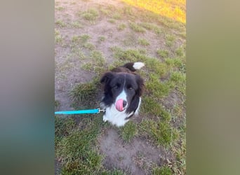 Süti, fröhlicher Border Collie Junghund geb. 10/2025