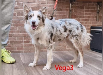 Vega3 geb. 05/2025 (ESP) - wunderschöne, liebevolle Hündin sucht ihr Glück!