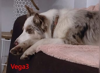 Vega3 geb. 05/2025 (ESP) - wunderschöne, liebevolle Hündin sucht ihr Glück!