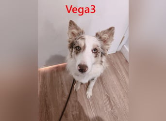 Vega3 geb. 05/2025 (ESP) - wunderschöne, liebevolle Hündin sucht ihr Glück!