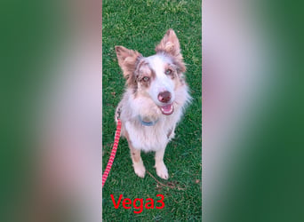 Vega3 geb. 05/2025 (ESP) - wunderschöne, liebevolle Hündin sucht ihr Glück!