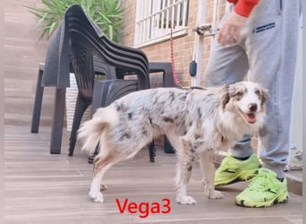 Vega3 geb. 05/2025 (ESP) - wunderschöne, liebevolle Hündin sucht ihr Glück!