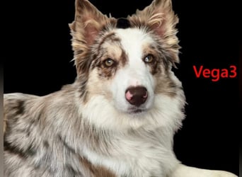 Vega3 geb. 05/2025 (ESP) - wunderschöne, liebevolle Hündin sucht ihr Glück!