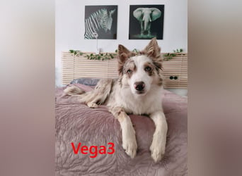 Vega3 geb. 05/2025 (ESP) - wunderschöne, liebevolle Hündin sucht ihr Glück!