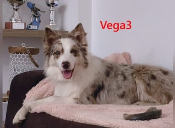 Vega3 geb. 05/2025 (ESP) - wunderschöne, liebevolle Hündin sucht ihr Glück!