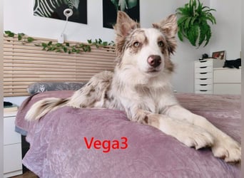Vega3 geb. 05/2025 (ESP) - wunderschöne, liebevolle Hündin sucht ihr Glück!